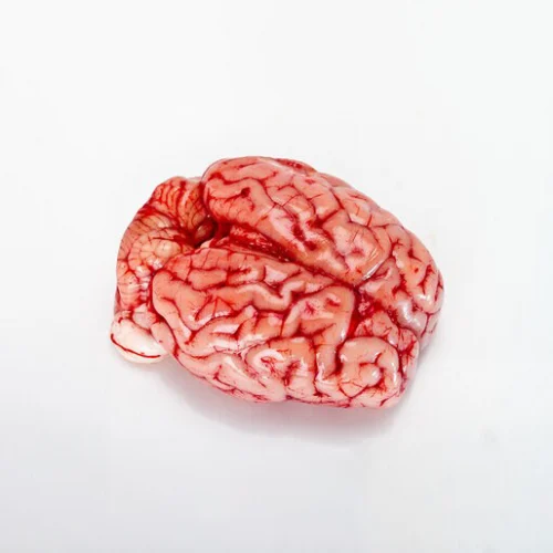 مخ عجل محلي 