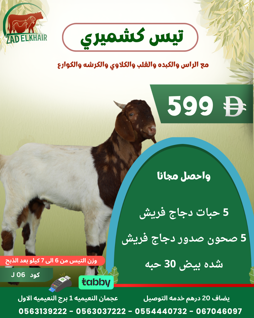 تيس كشميري ذبح محلي كود J 06