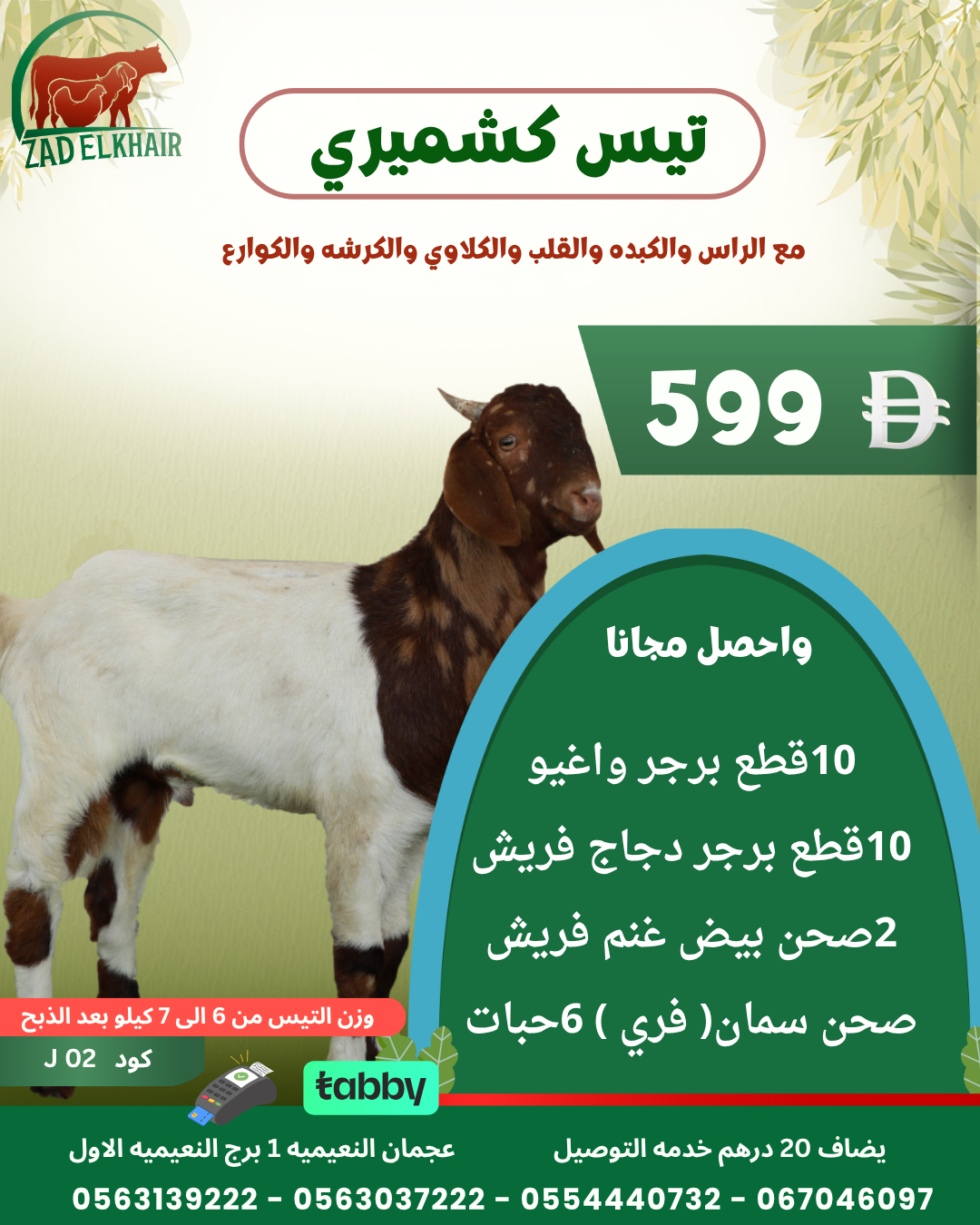 تيس كشميري ذبح محلي كود J 02