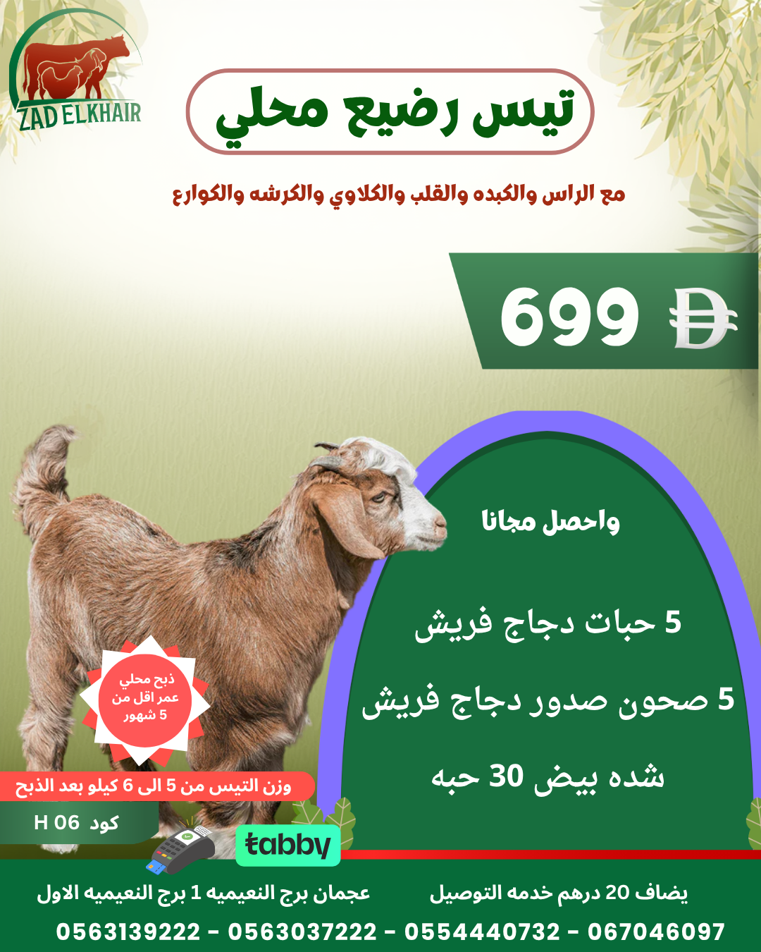 تيس رضيع محلي كود H 06