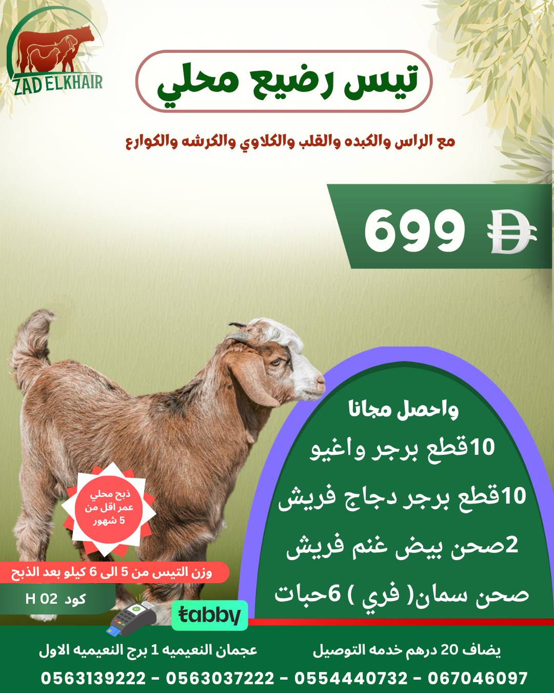 تيس رضيع محلي كود H 02