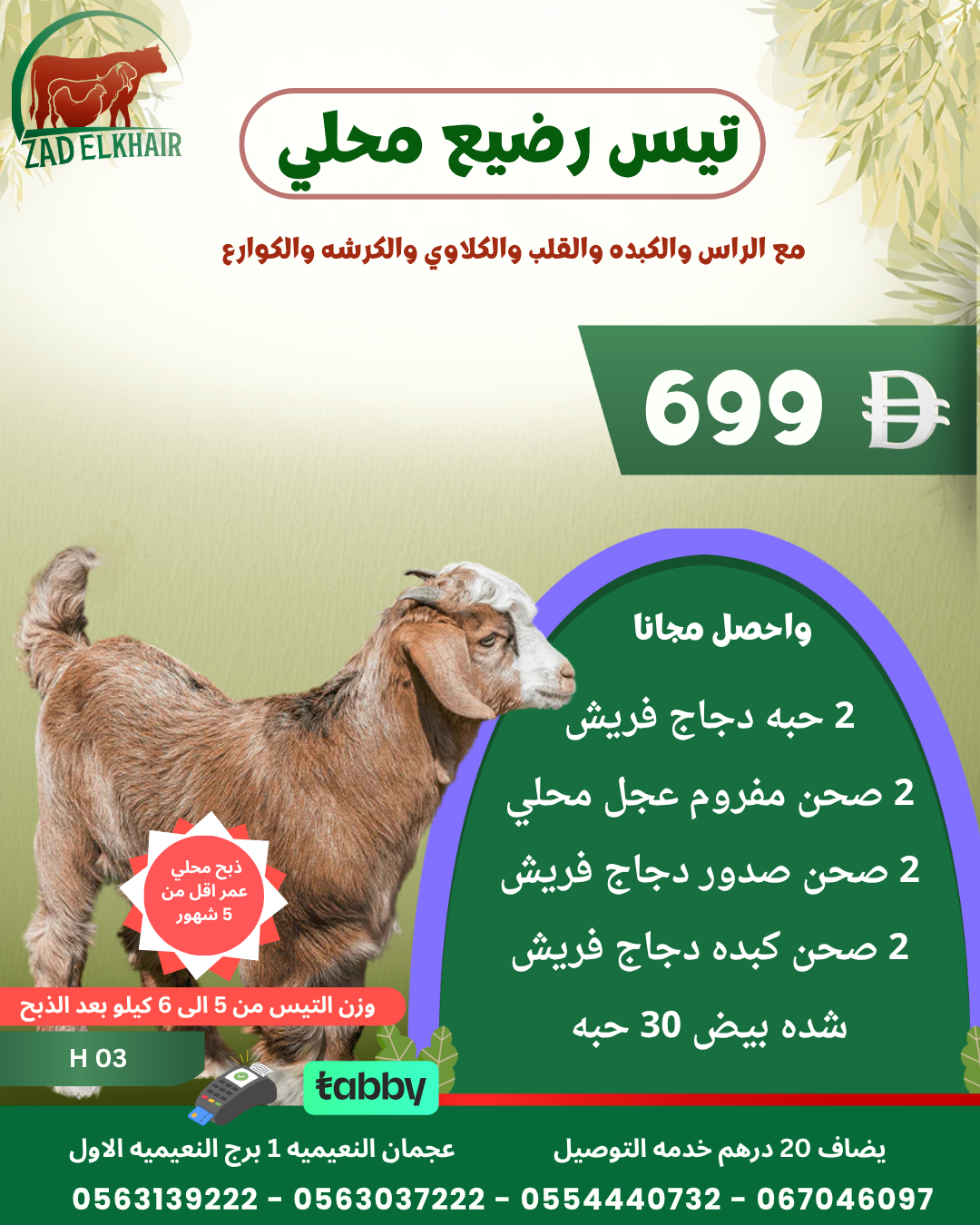 تيس رضيع محلي كود H 03