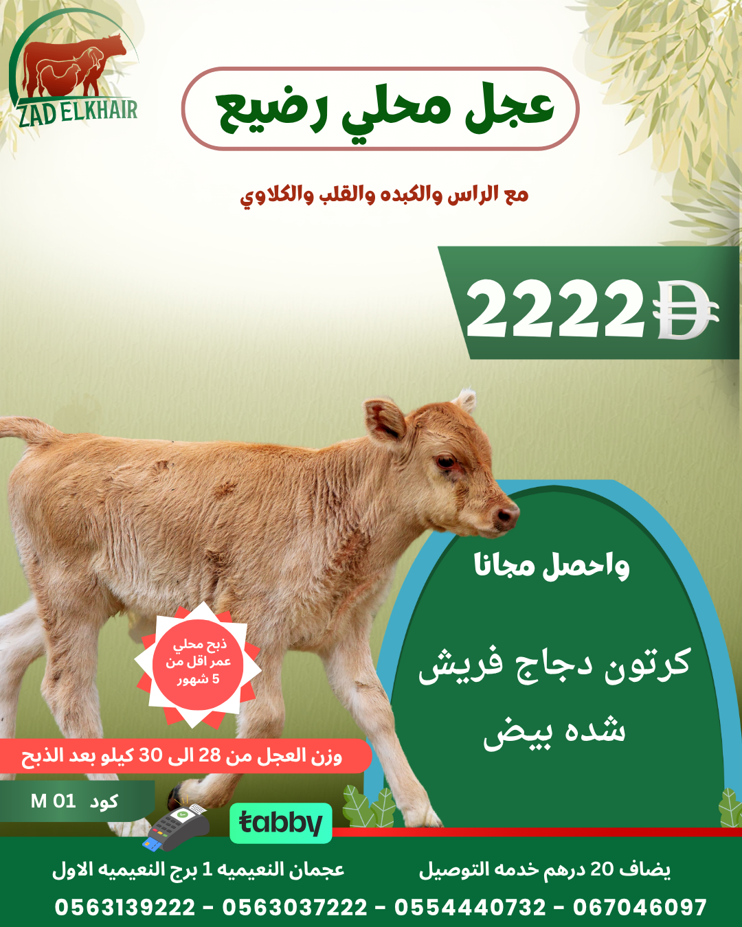 عجل محلي رضيع كود M 01