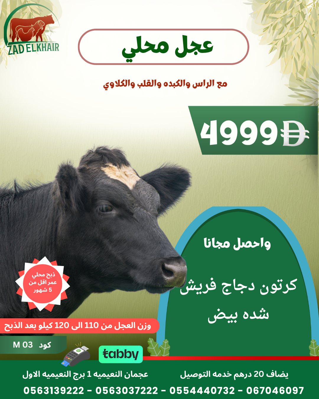 عجل محلي كود M 03